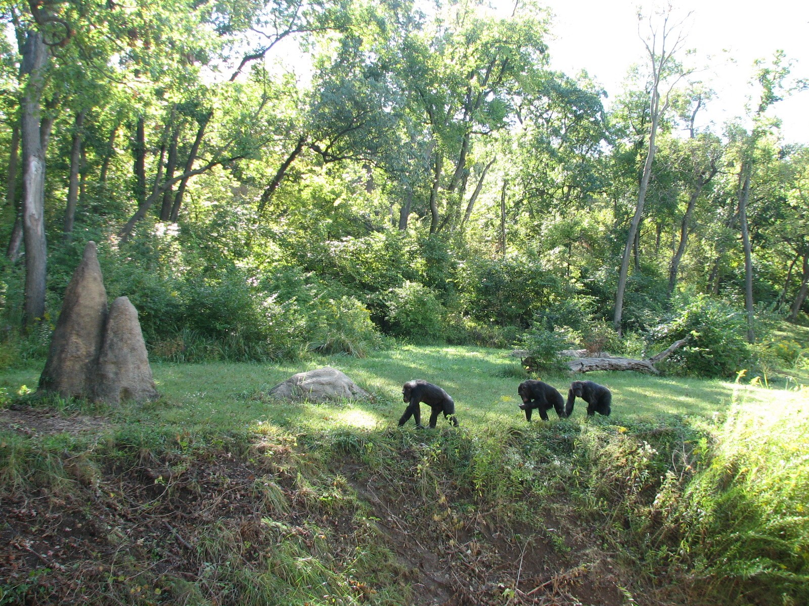 Africa - Chimpanzee Exhibit