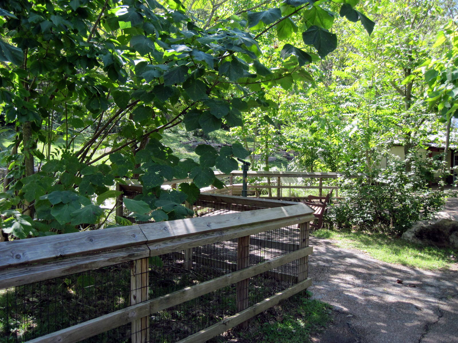 Africa-Chimpanzee Viewing Area