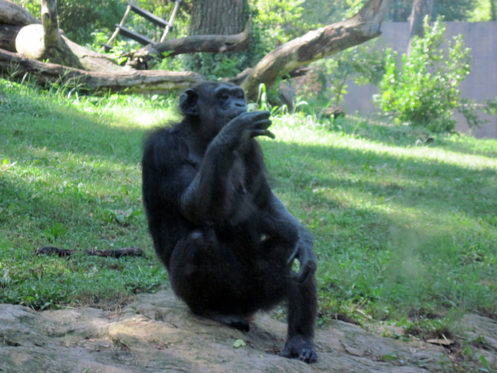 Africa-Chimpanzee