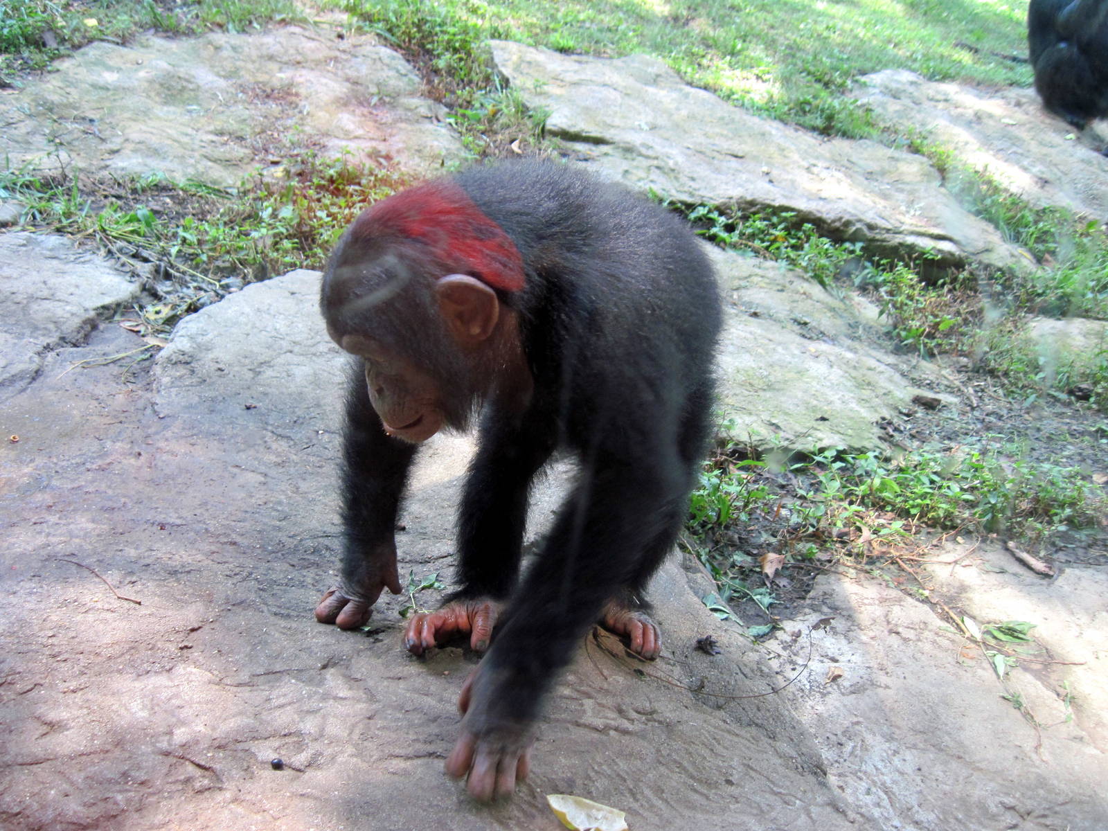 Africa-Chimpanzee