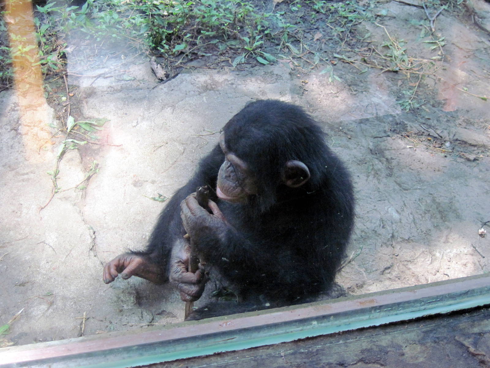 Africa-Chimpanzee