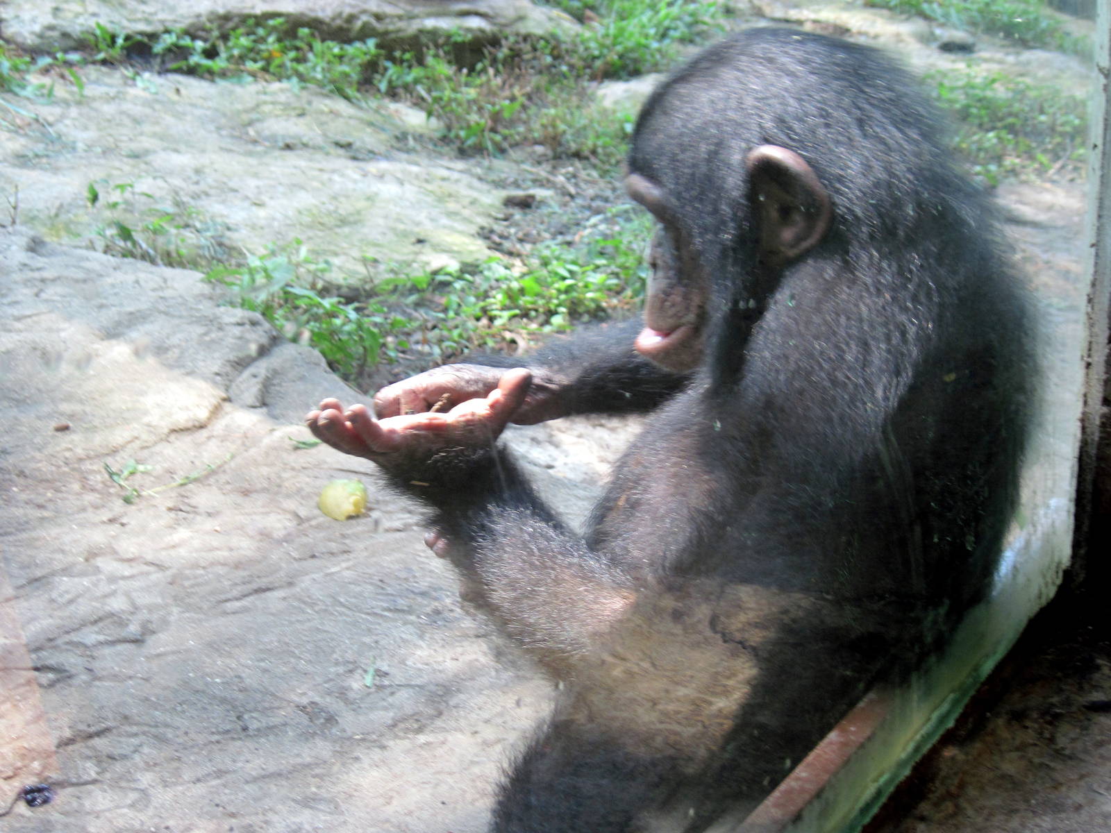 Africa-Chimpanzee