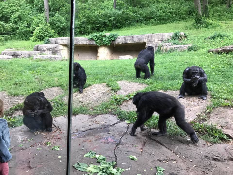 Africa- Chimpanzee