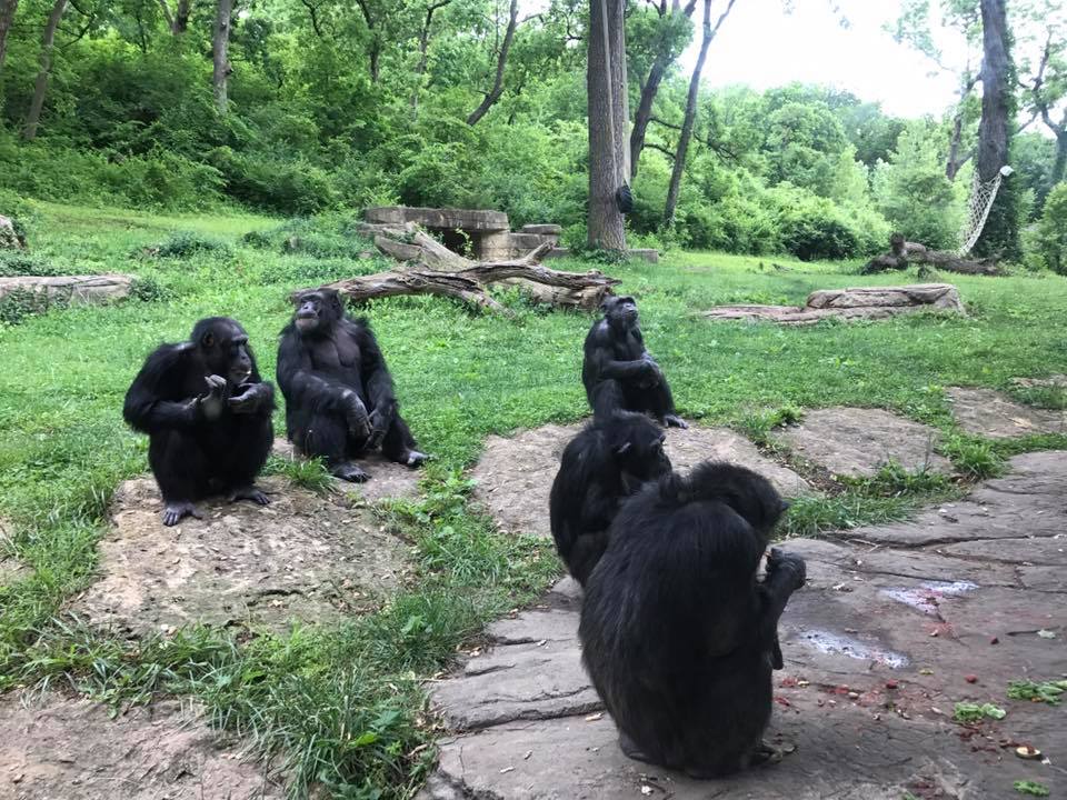Africa- Chimpanzee