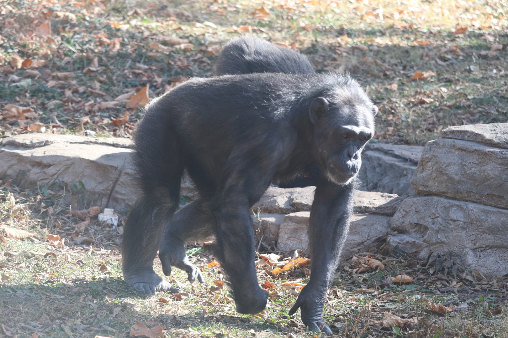 Africa - Chimpanzee