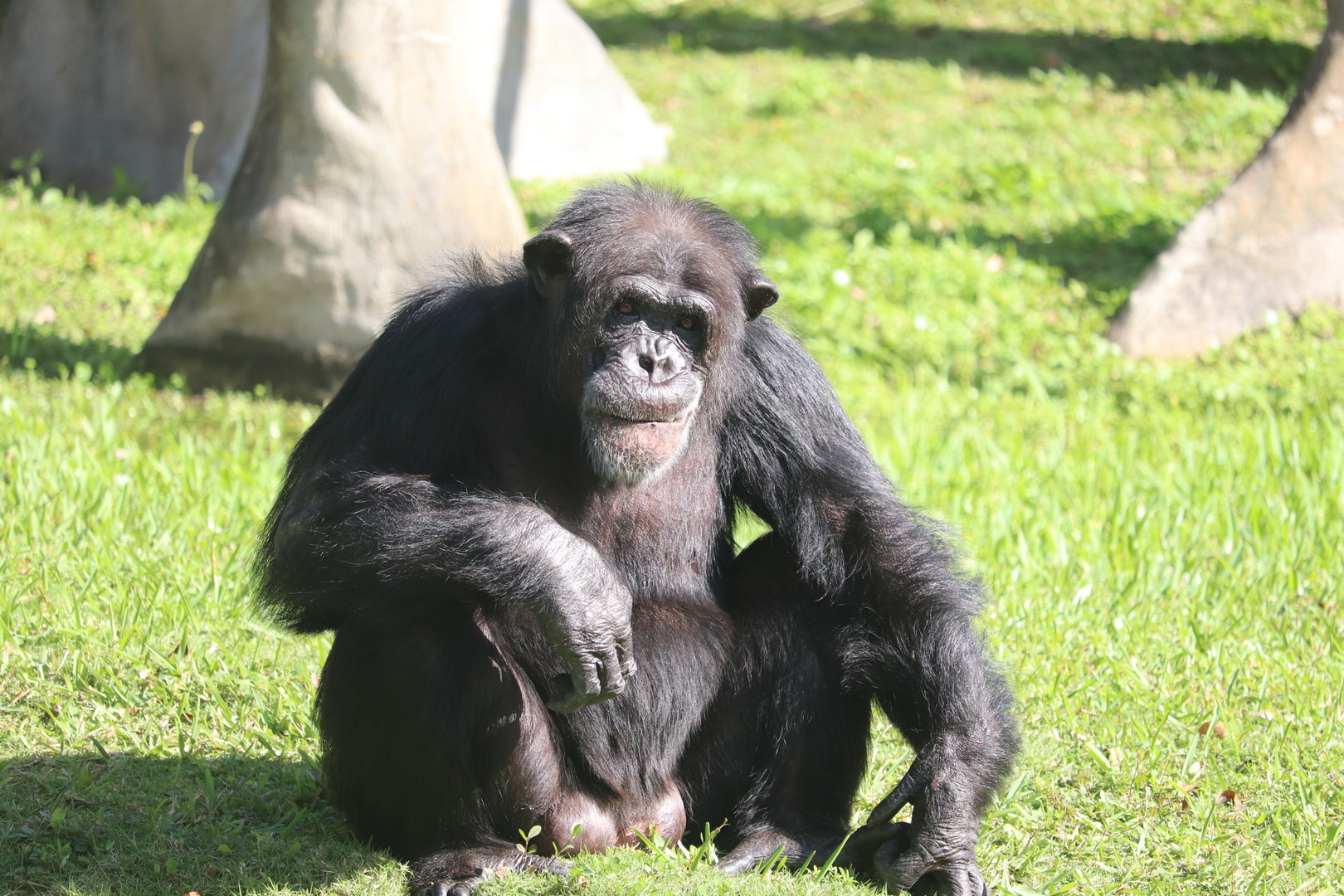 Africa - Chimpanzee