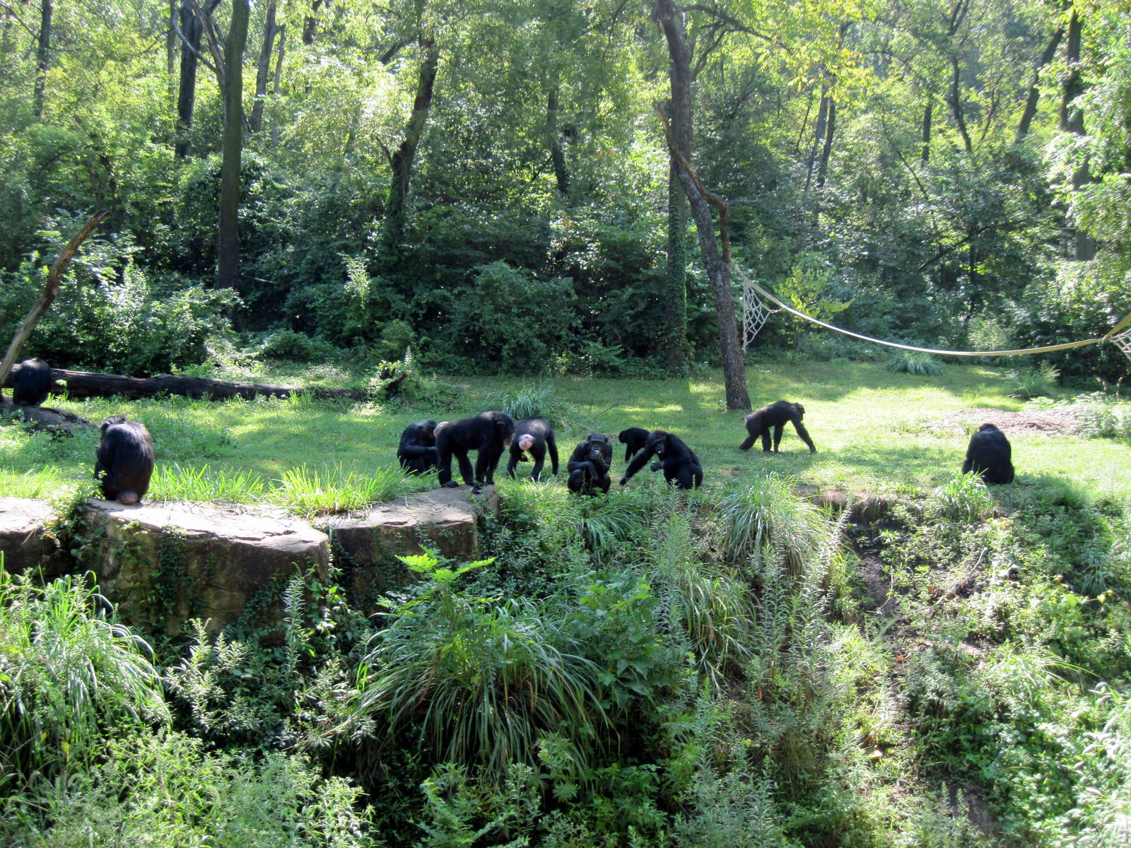 Africa-Chimpanzees