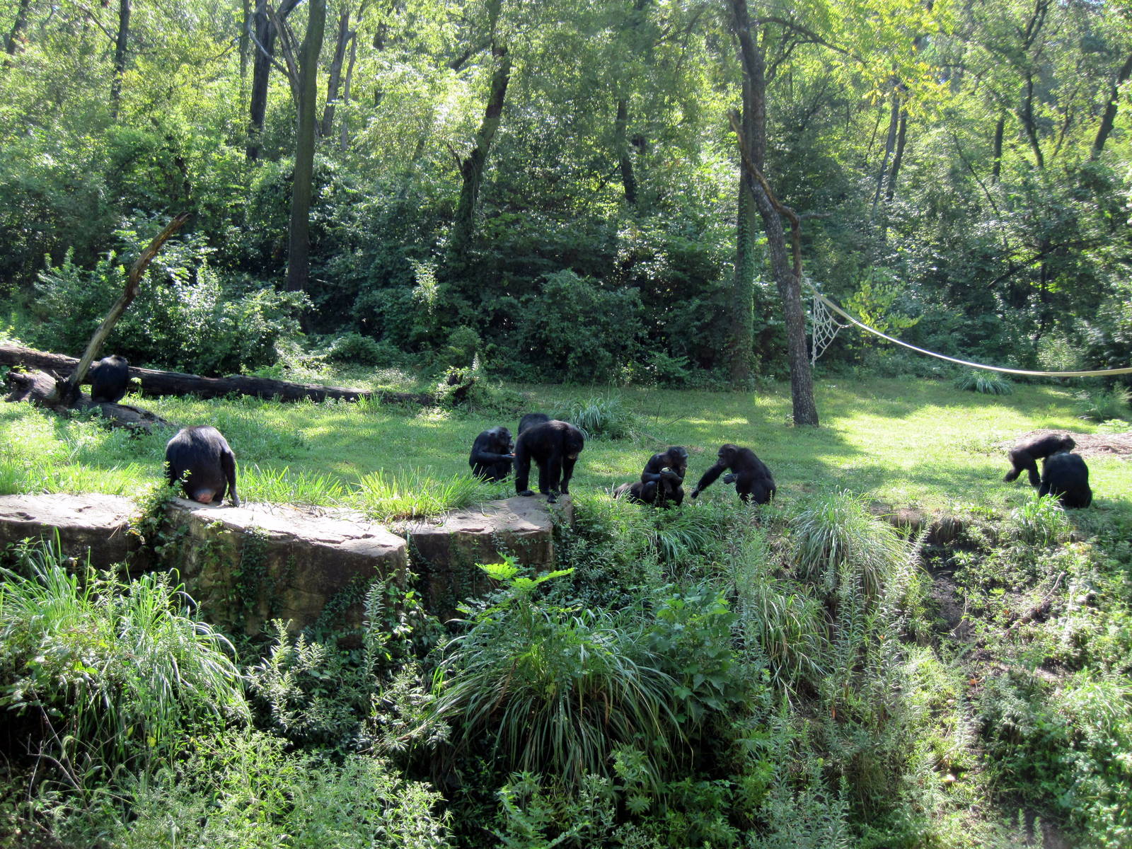 Africa-Chimpanzees