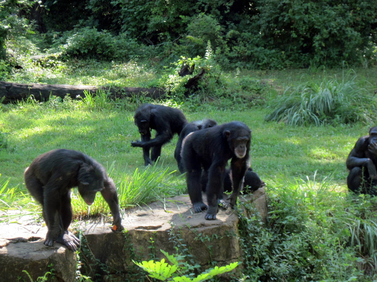 Africa-Chimpanzees