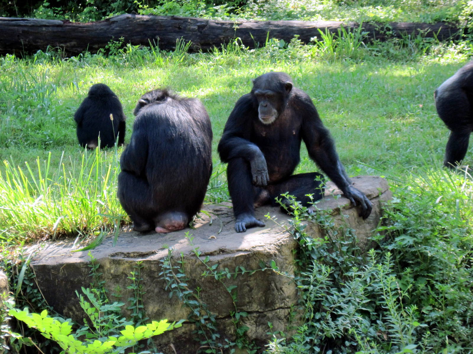 Africa-Chimpanzees