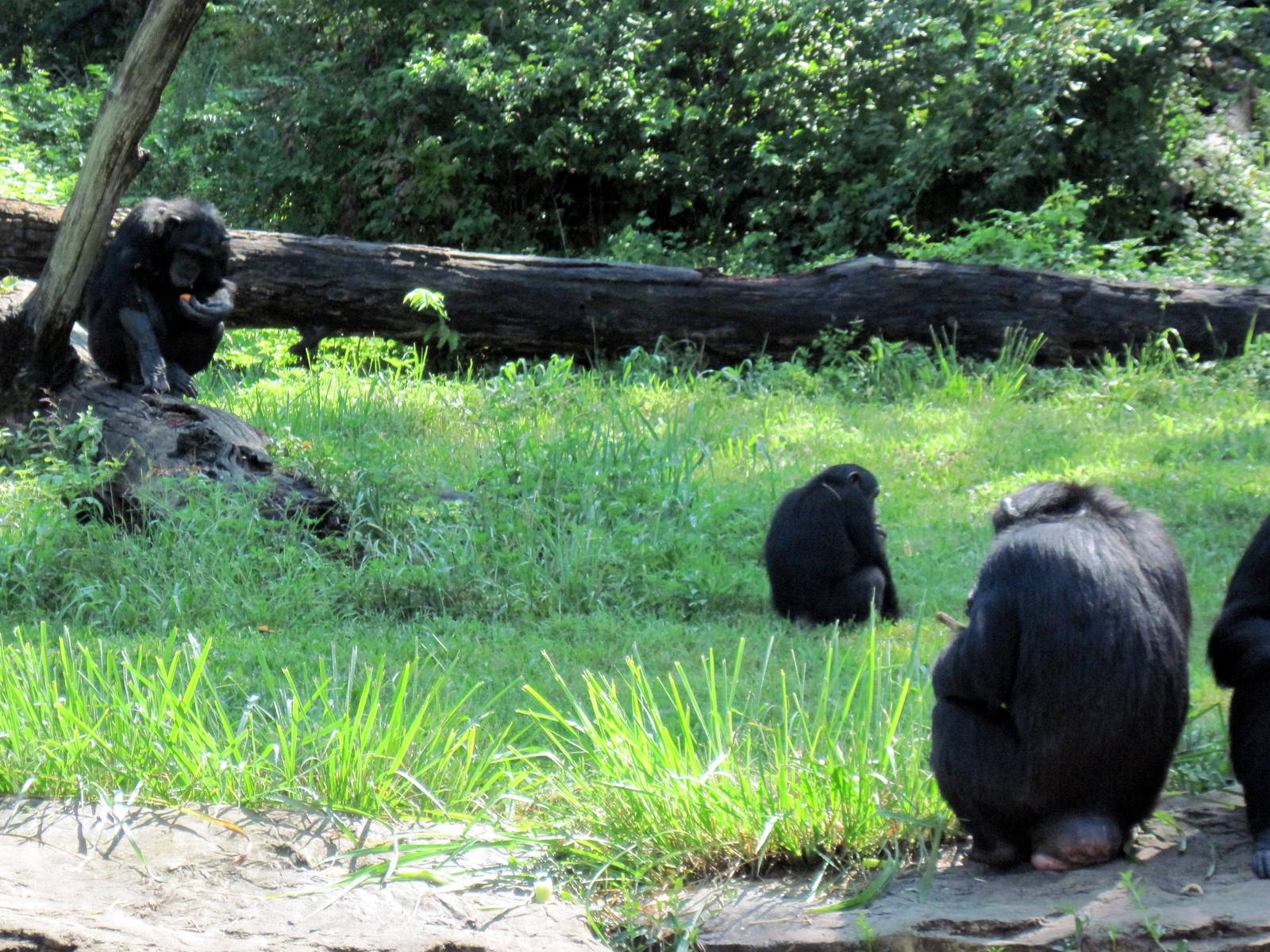 Africa-Chimpanzees