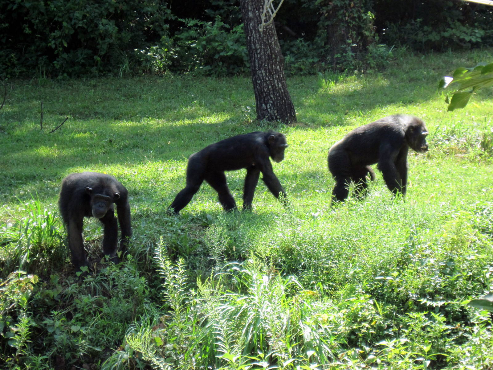 Africa-Chimpanzees