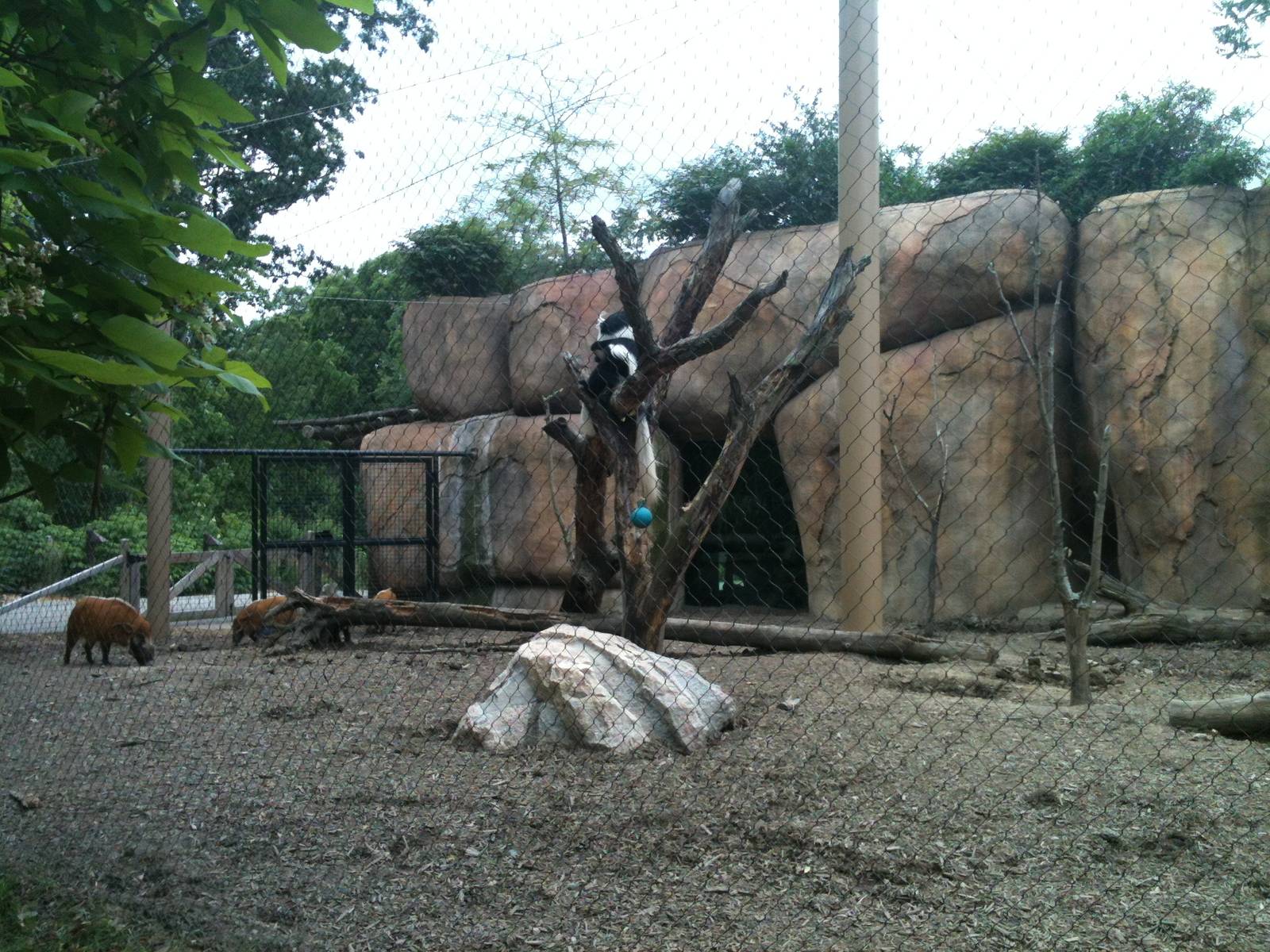 Africa- Colobus Monkey and Red River Hog exhibit