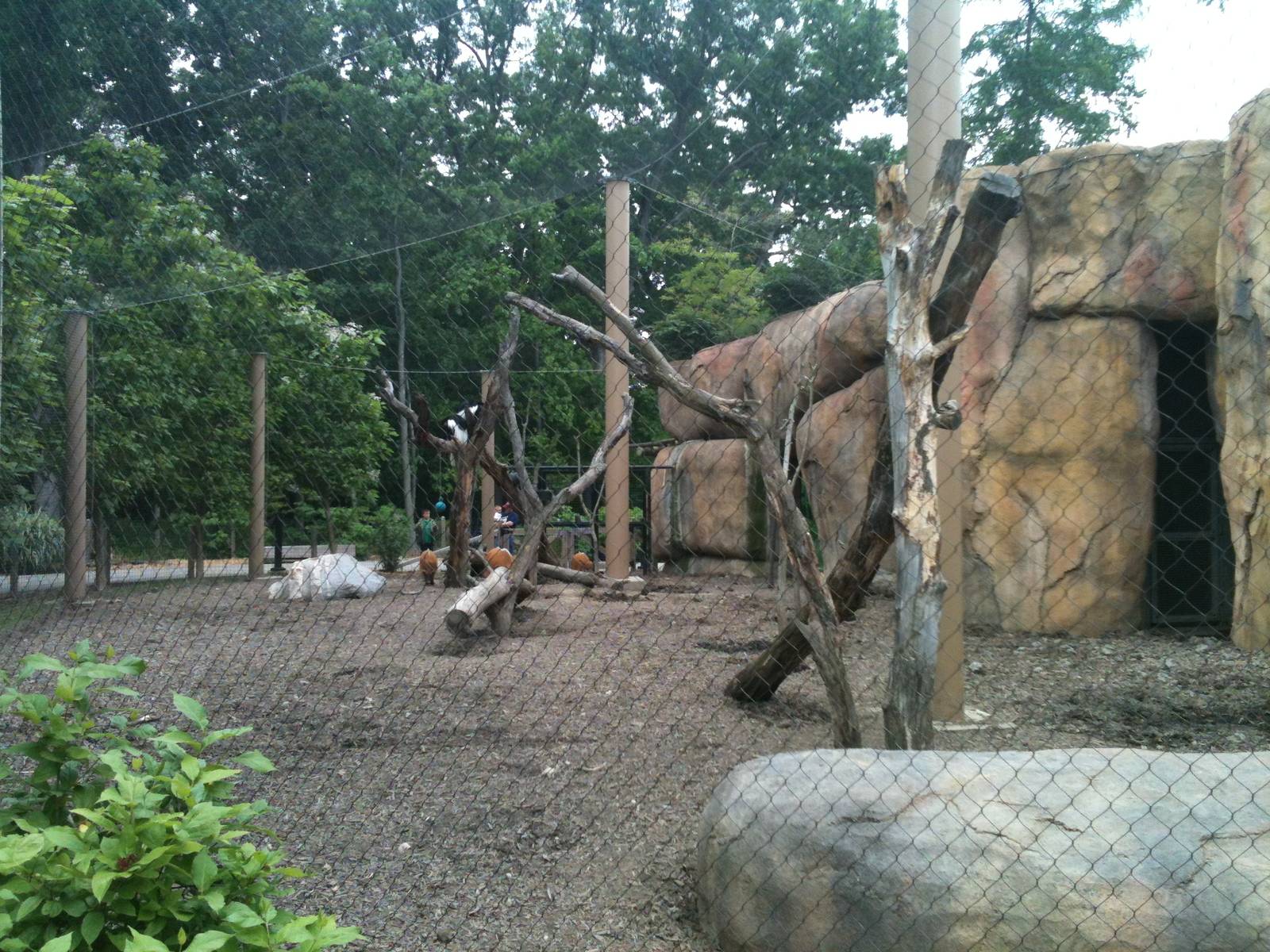 Africa- Colobus Monkey and Red River Hog exhibit