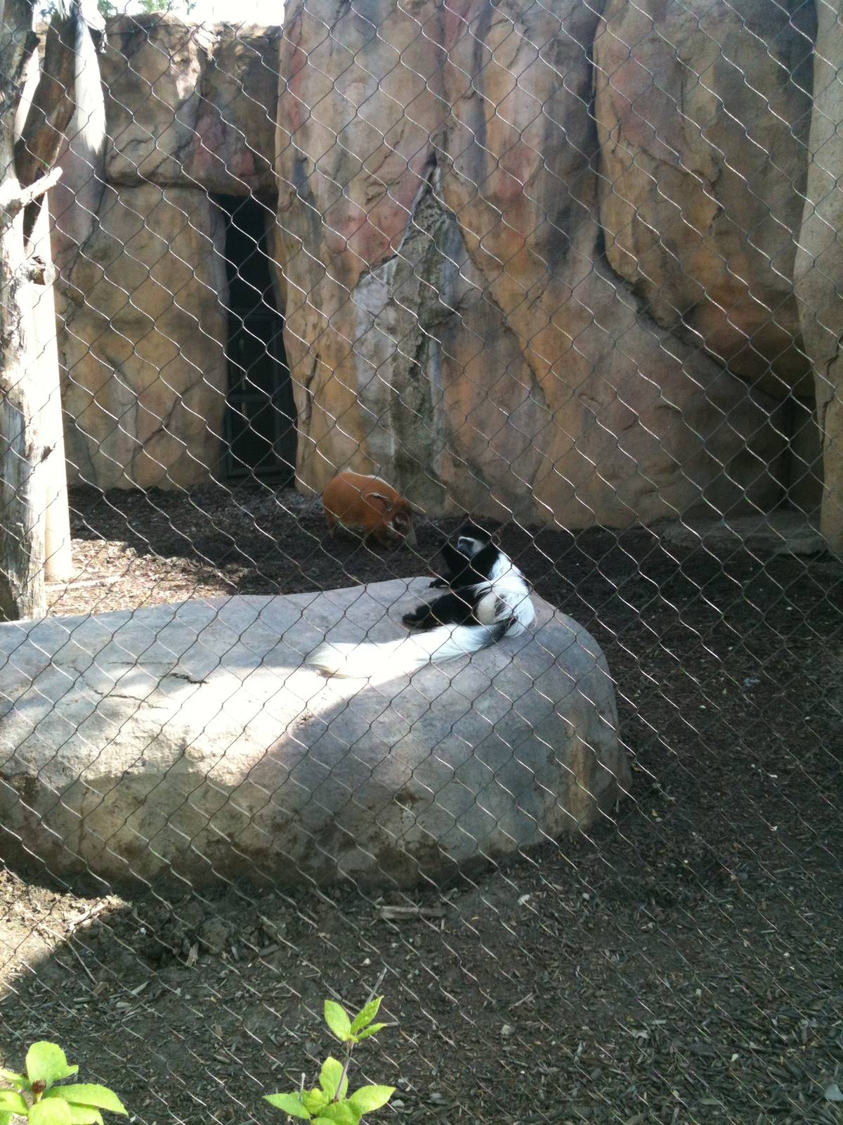 Africa-Colobus Monkey and Red River Hog