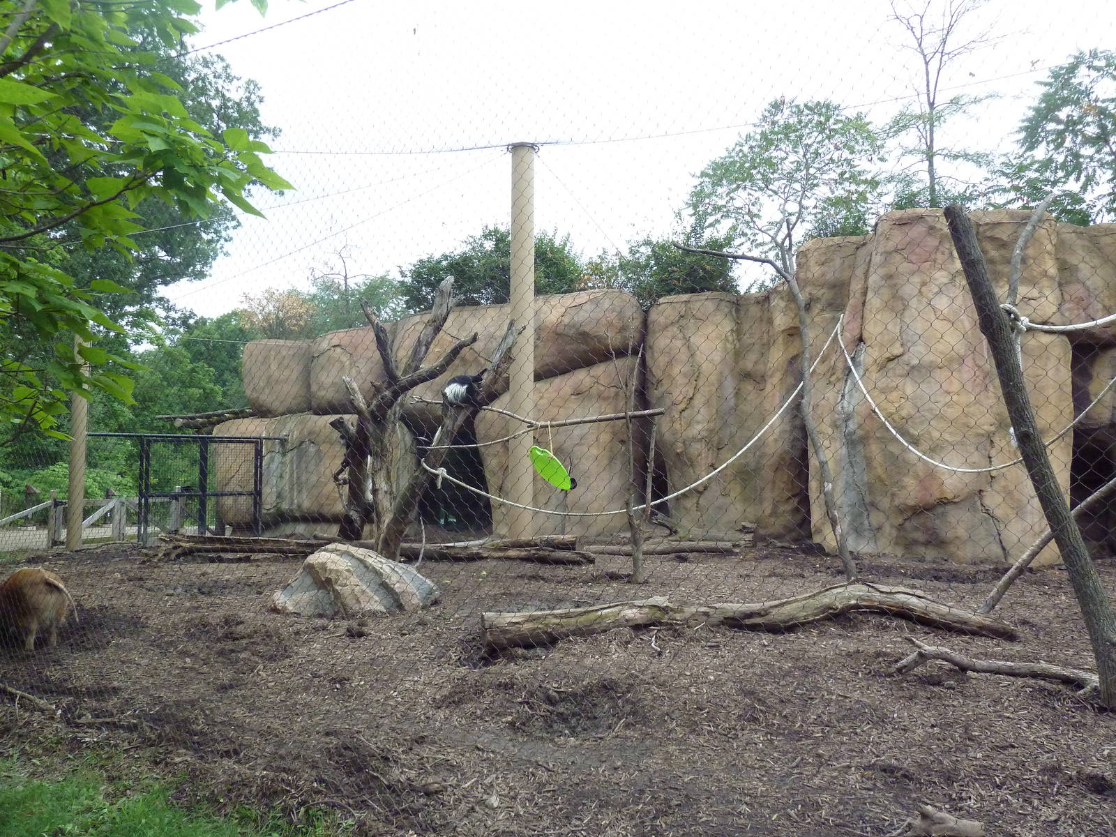 Africa! - Colobus Monkey/Red River Hog Exhibit