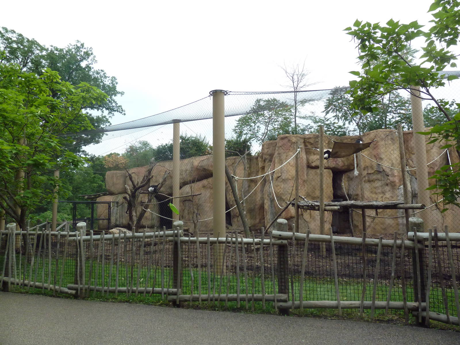 Africa! - Colobus Monkey/Red River Hog Exhibit