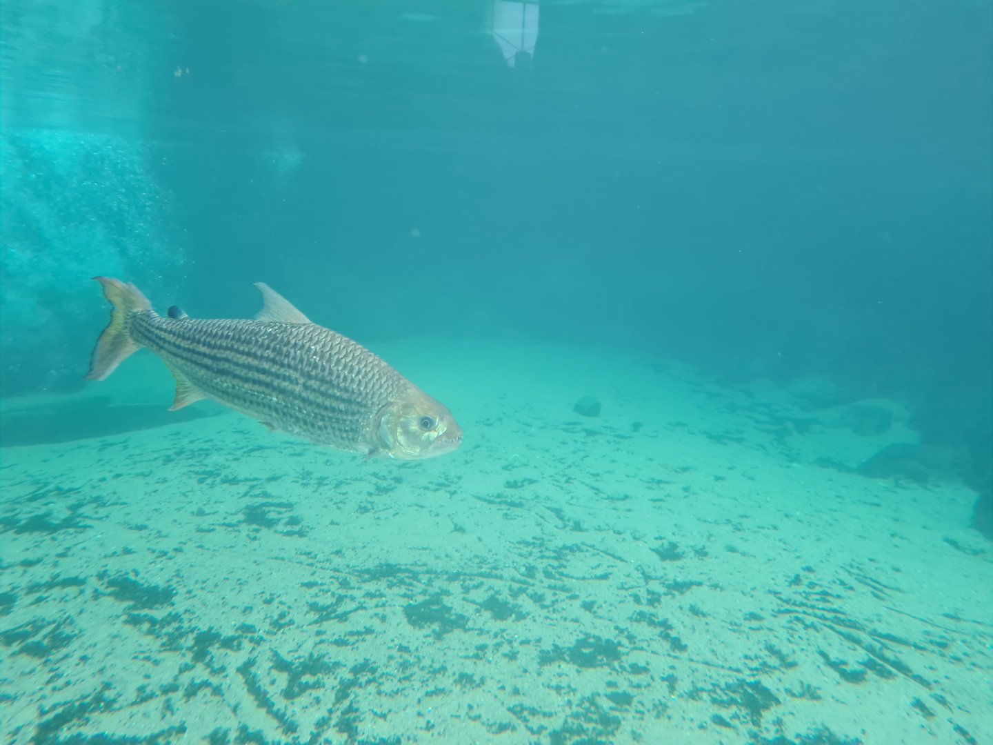 Africa - Common African tigerfish in Nile crocodile enclosure