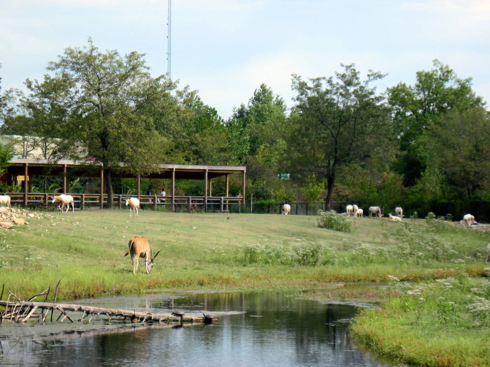 Africa-Common Eland and Scimitar-horned Oryxes