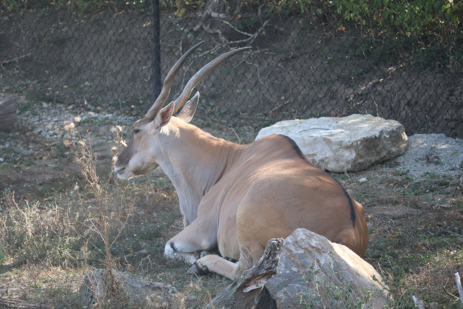 Africa - Common Eland