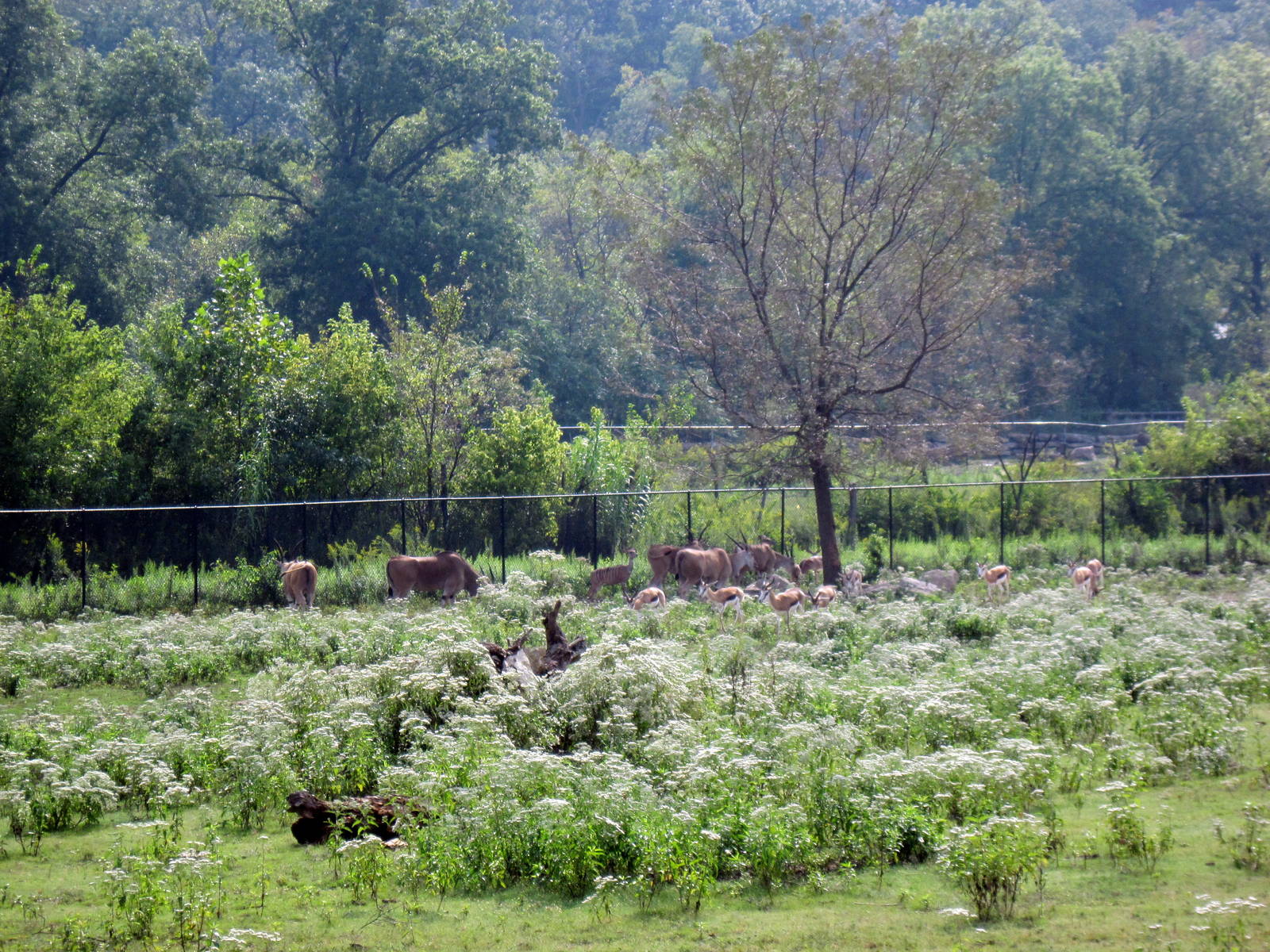Africa-Common Elands and Springbok