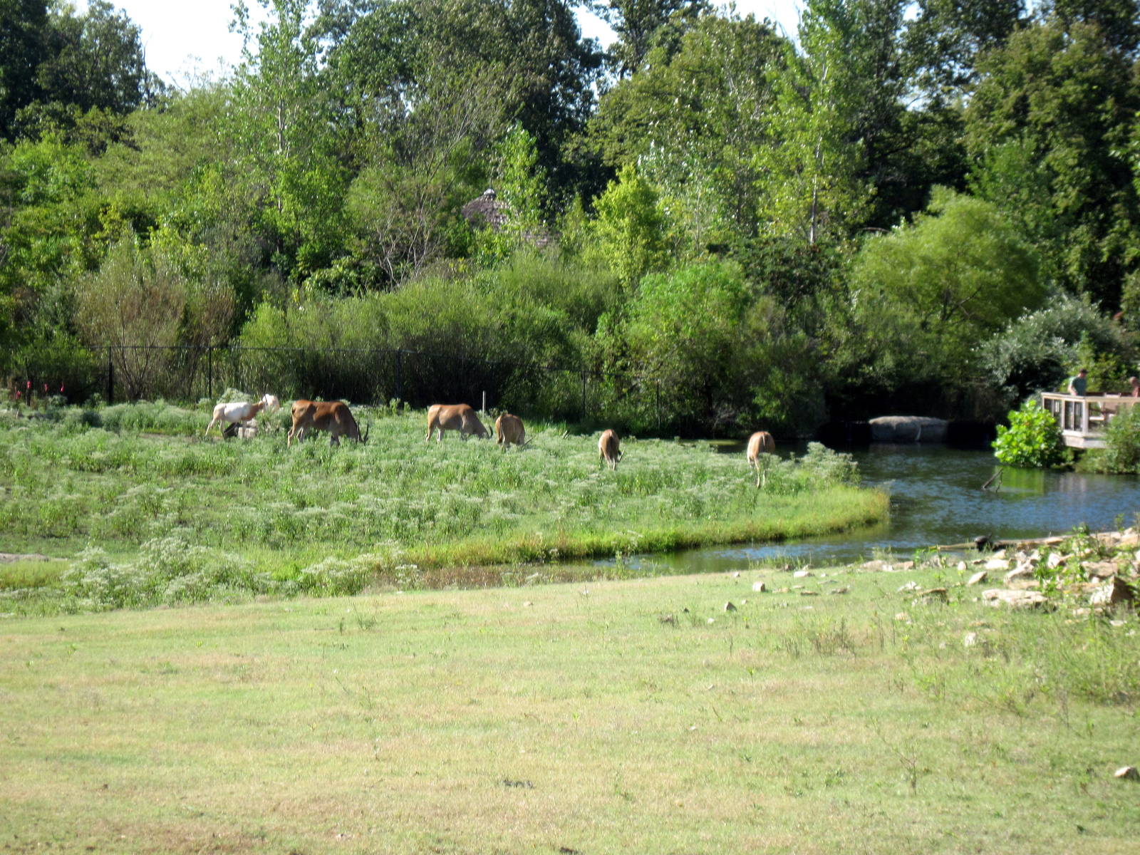 Africa-Common Elands on Plains