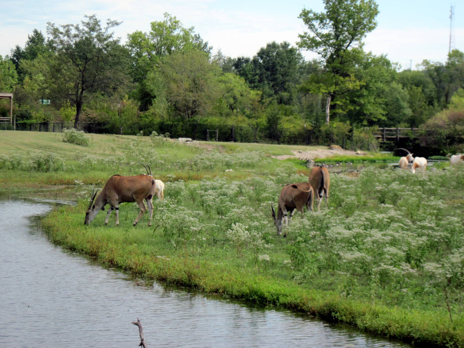 Africa-Common Elands on Plains