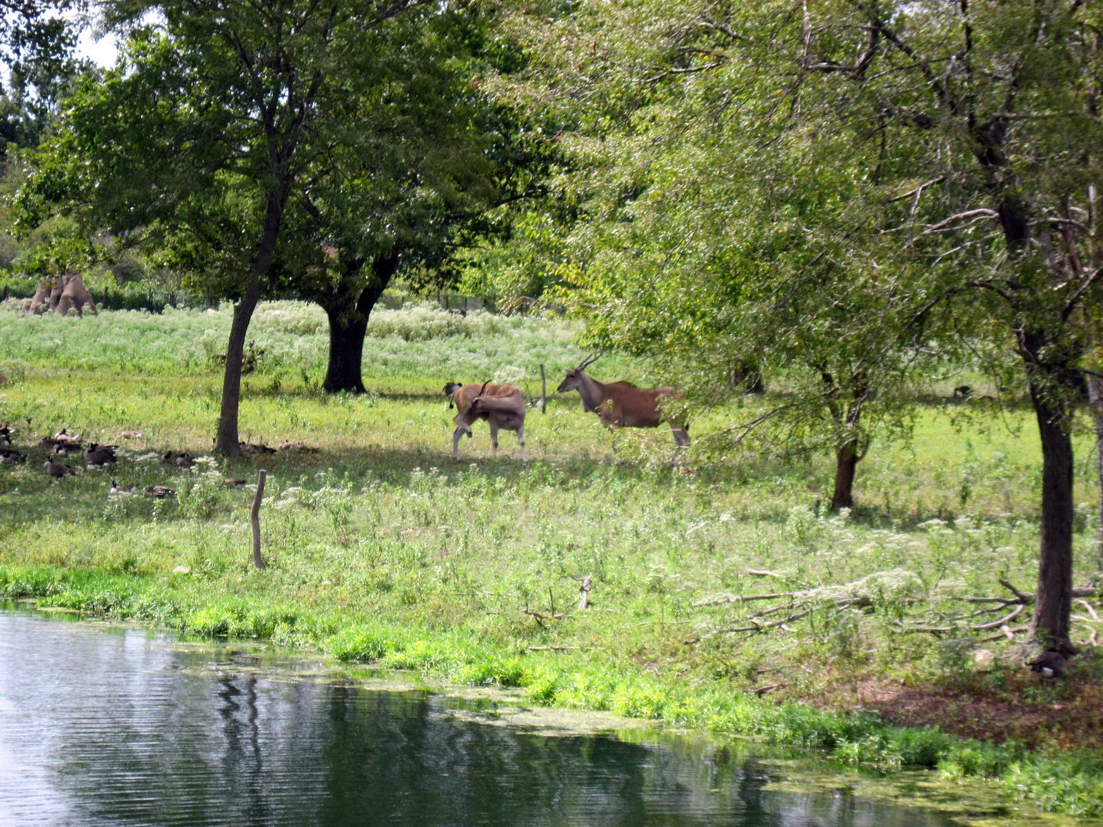 Africa-Common Elands on Plains