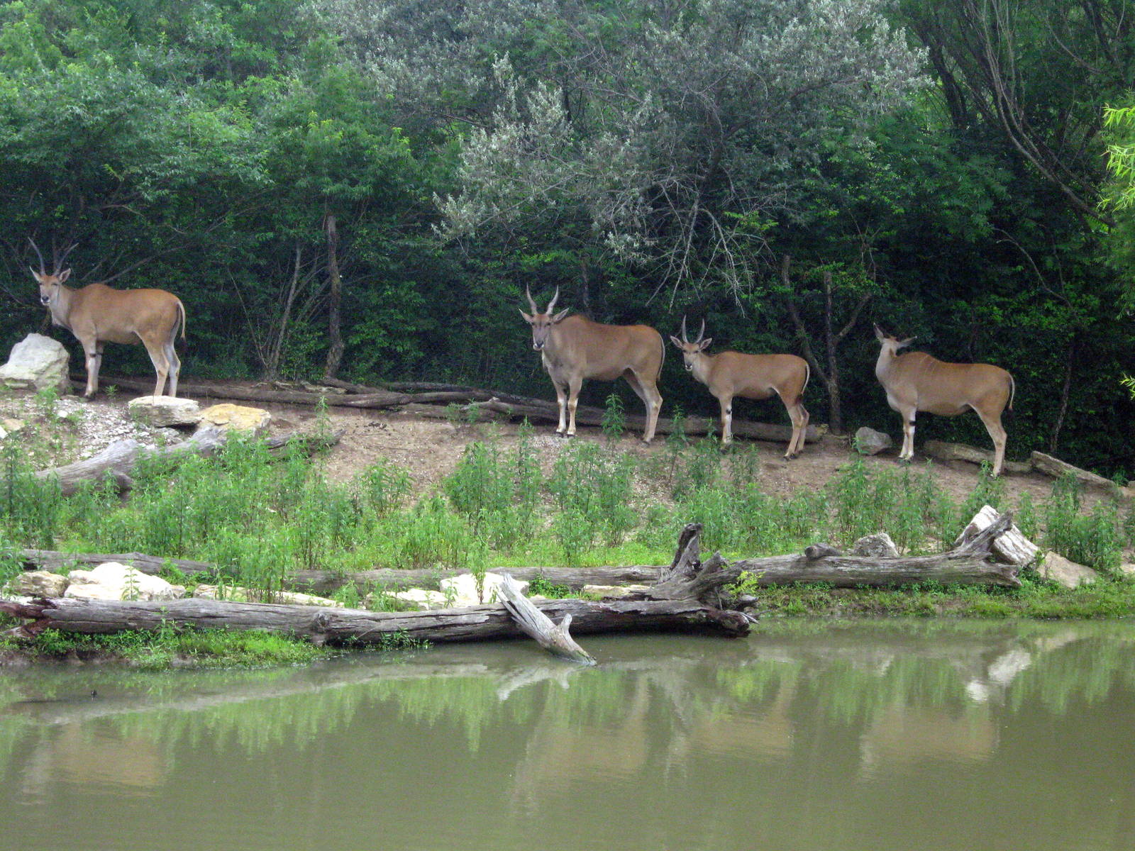 Africa-Common Elands