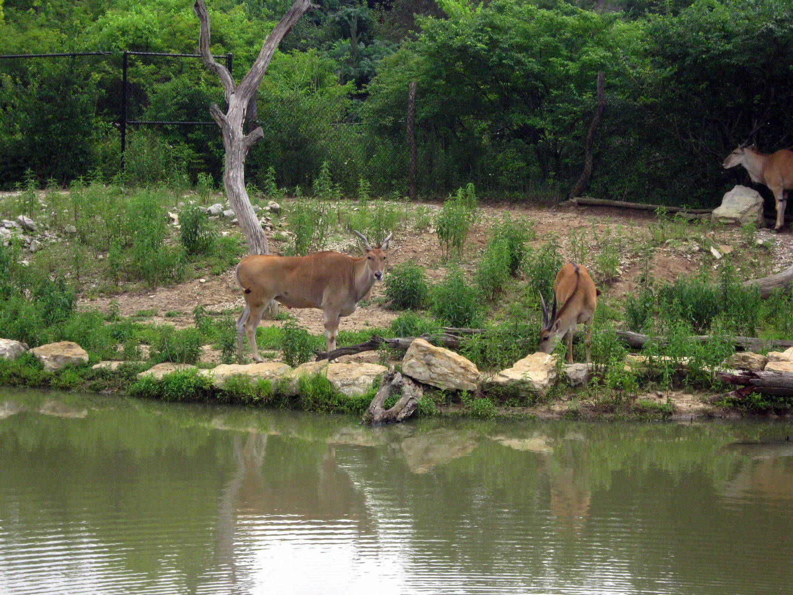 Africa-Common Elands