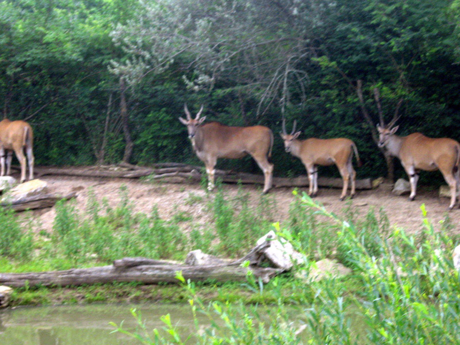 Africa-Common Elands