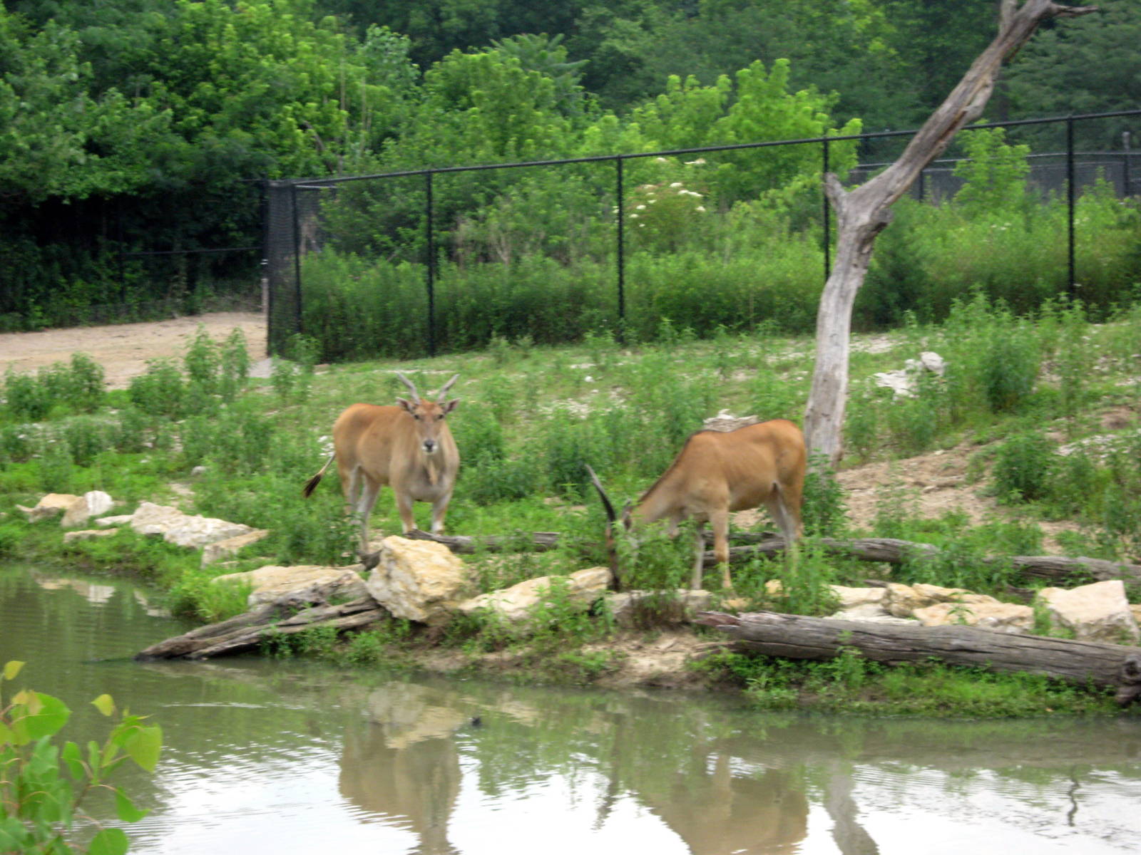 Africa-Common Elands