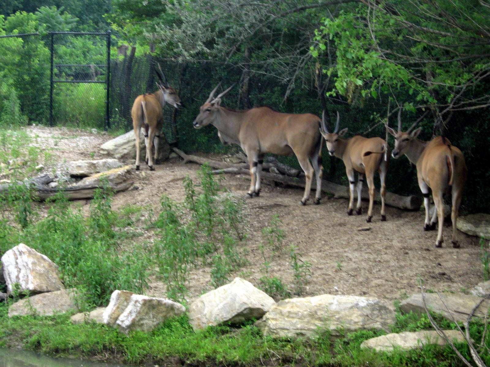 Africa-Common Elands