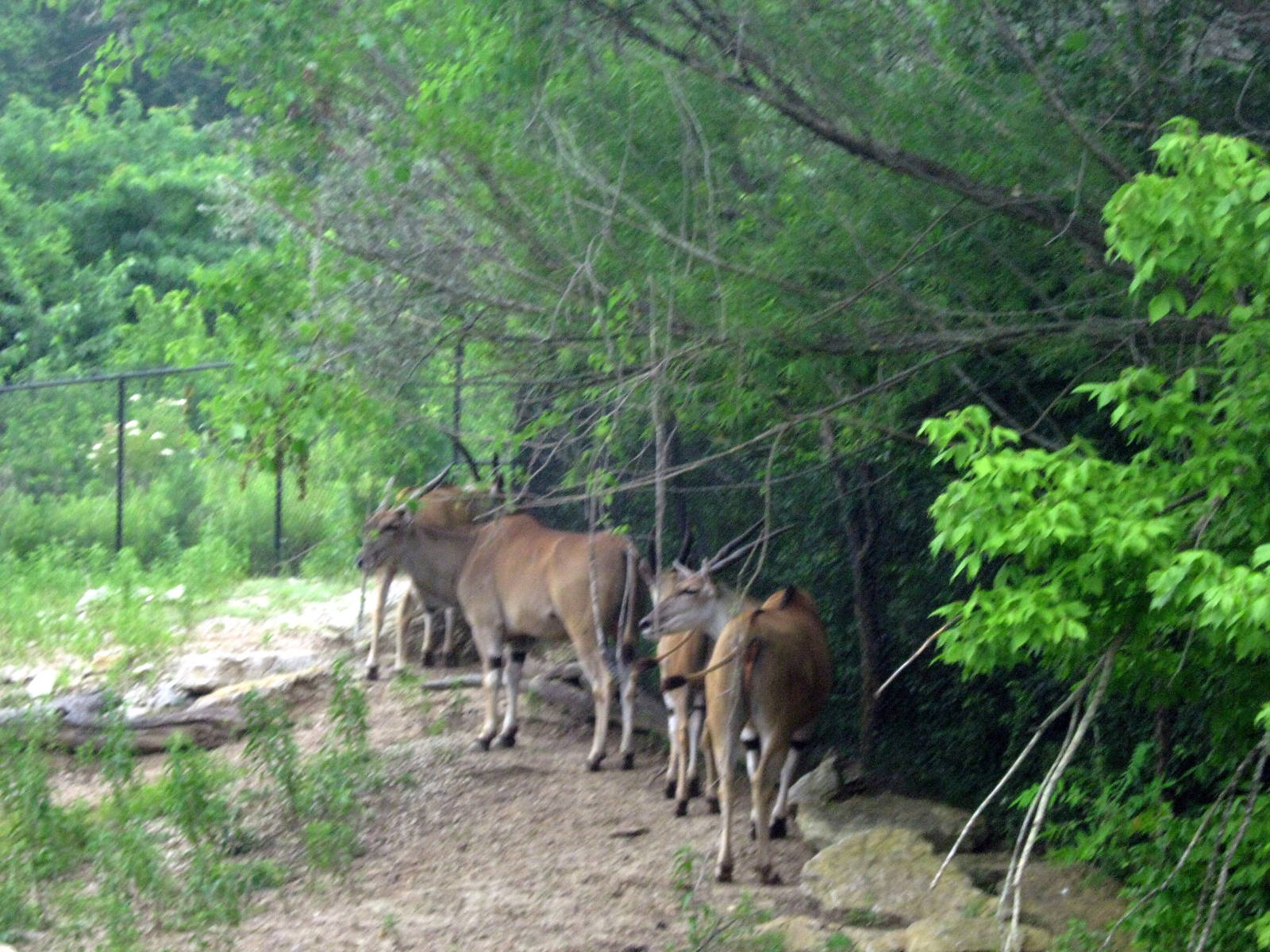 Africa-Common Elands