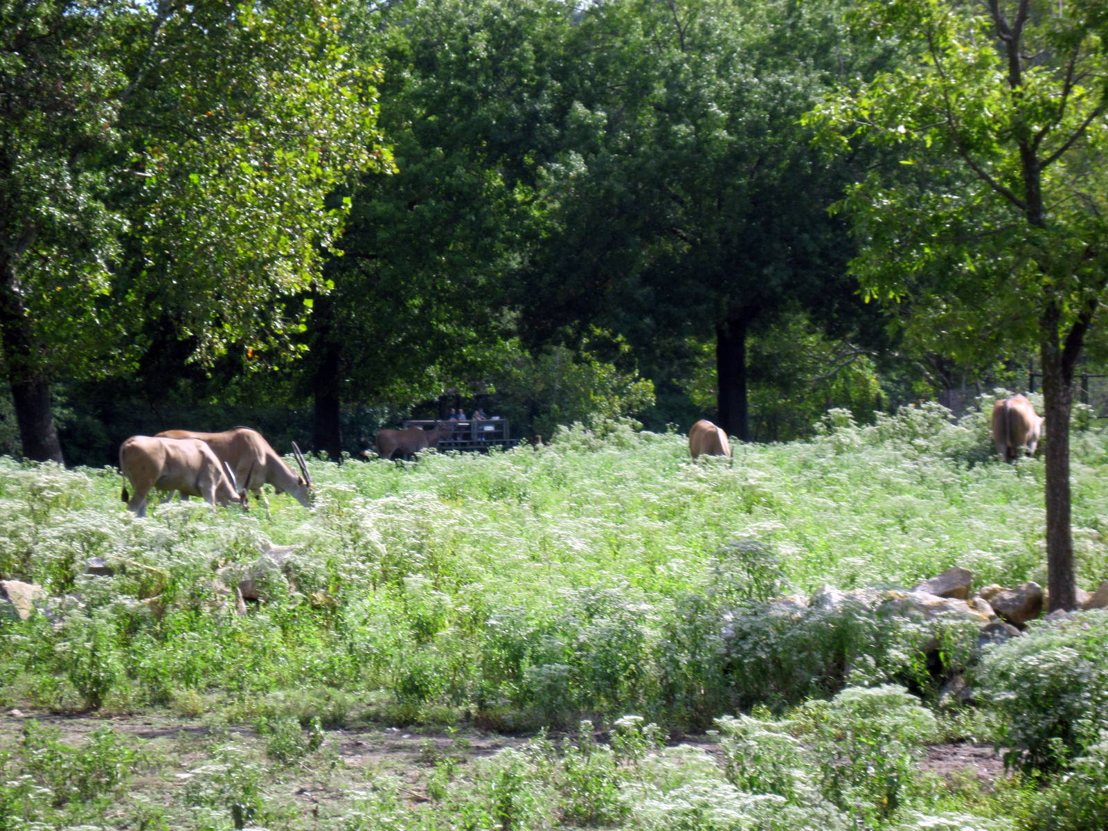 Africa-Common Elands