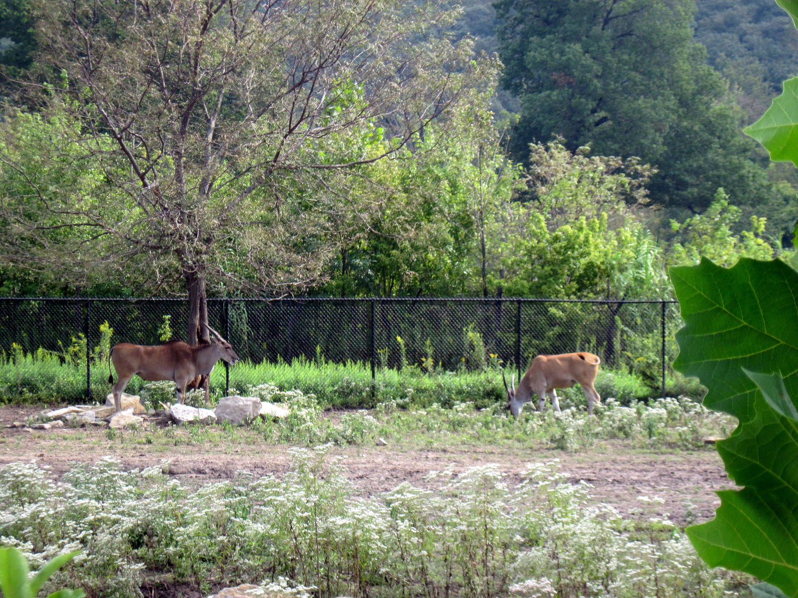 Africa-Common Elands