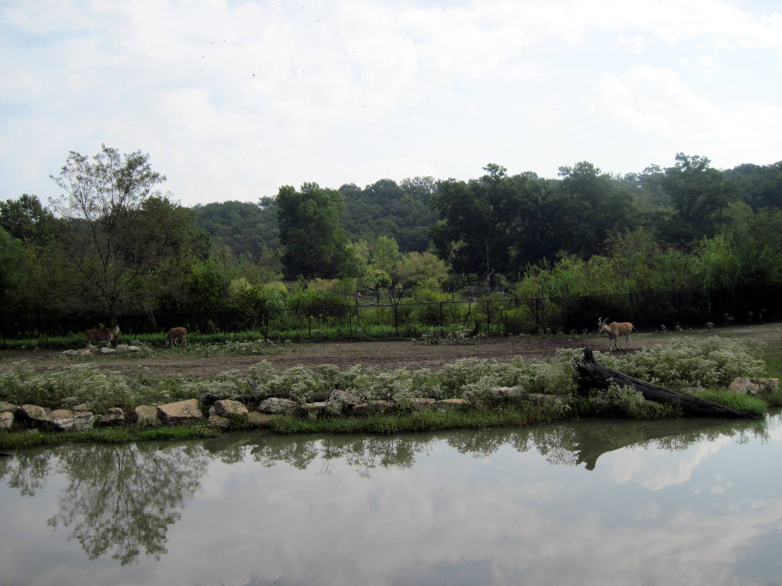 Africa-Common Elands