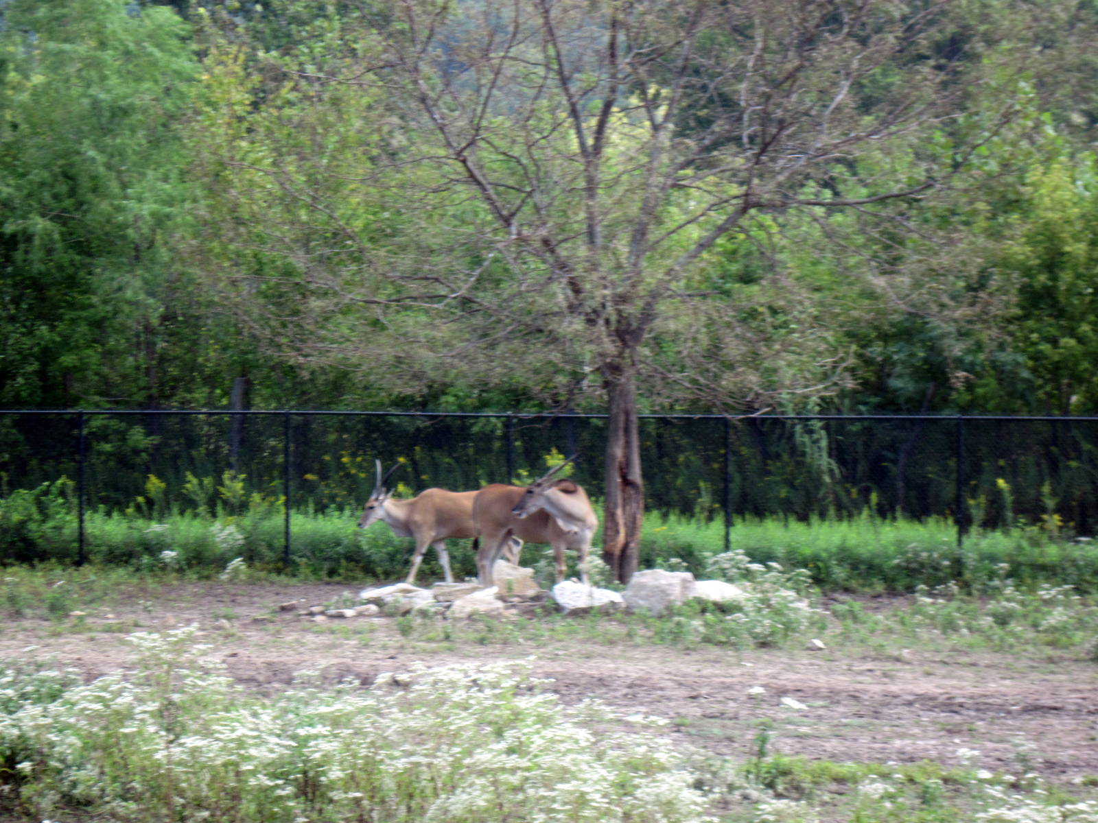 Africa-Common Elands