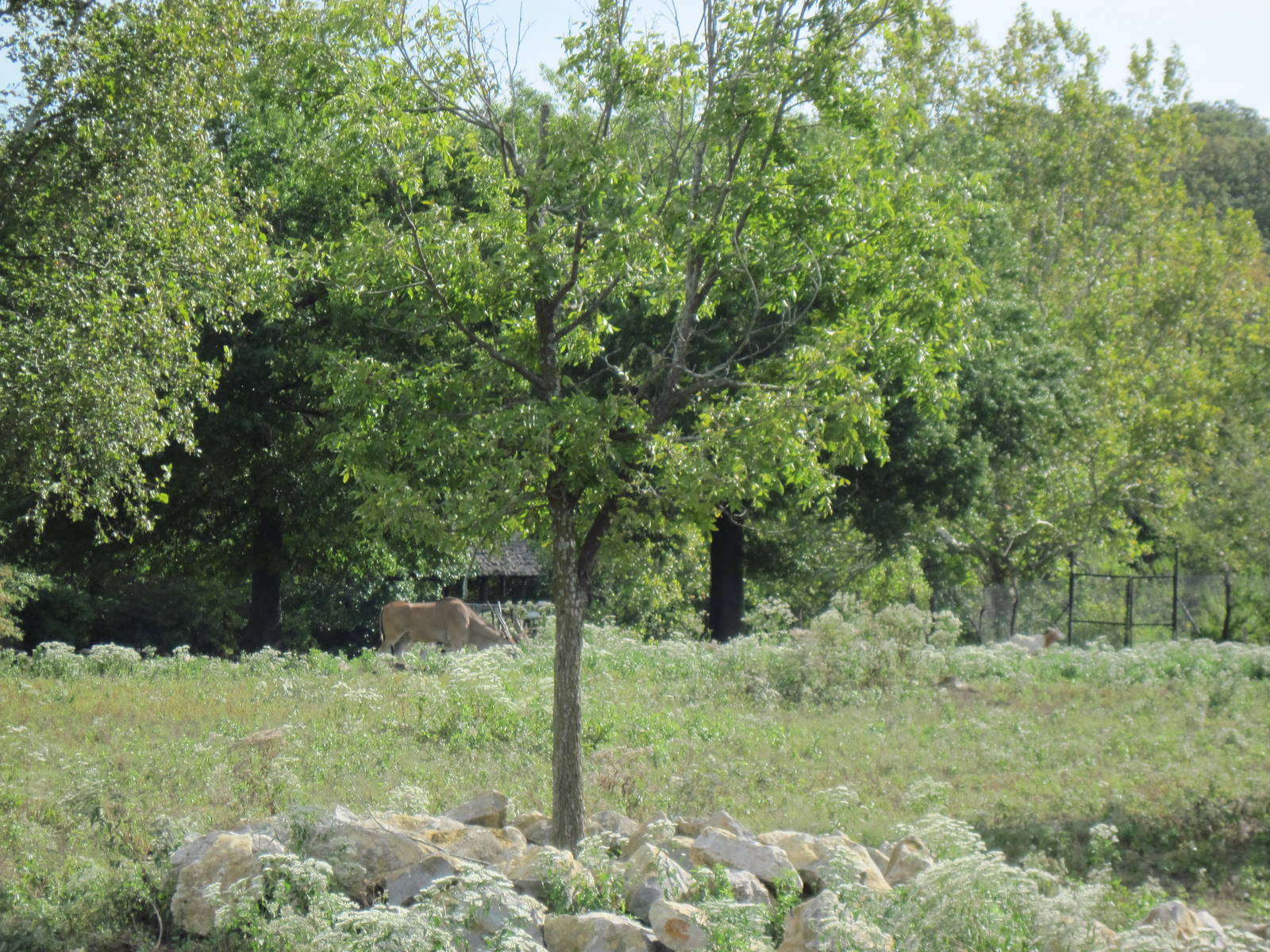 Africa-Common Elands