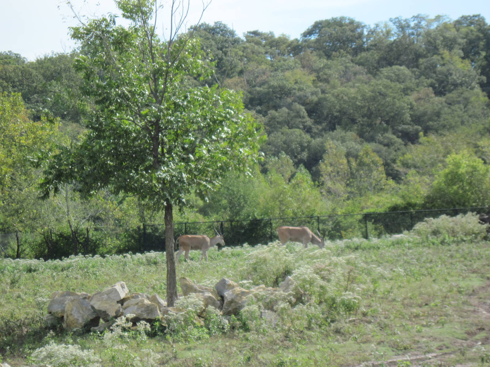Africa-Common Elands