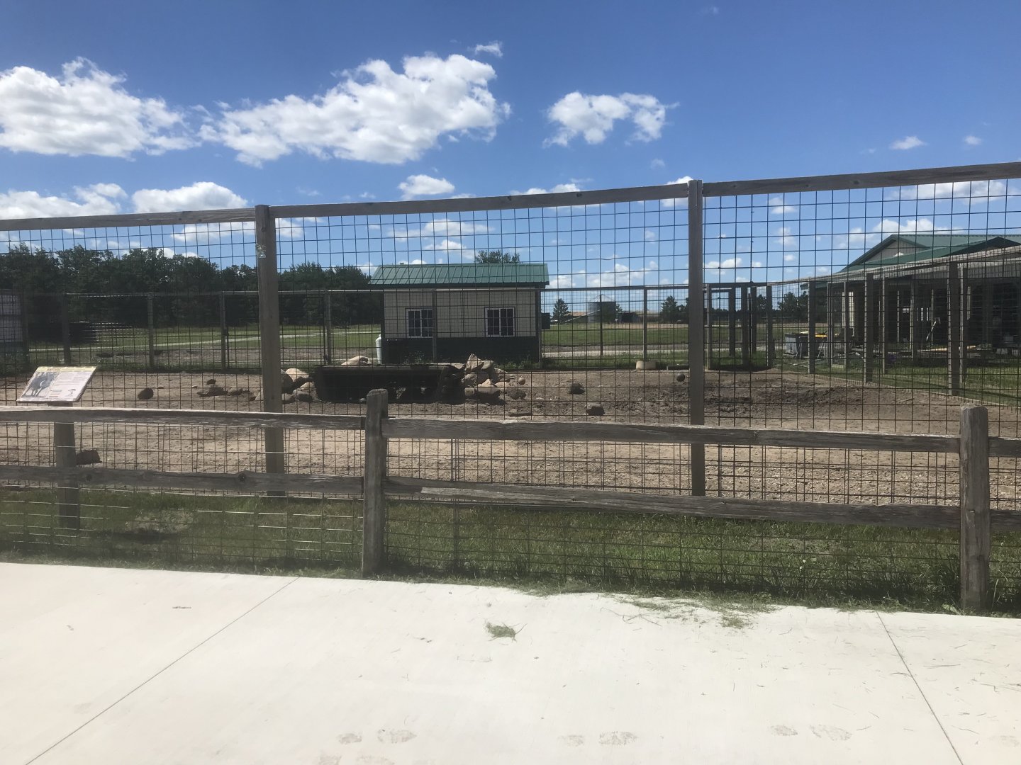 “Africa” - Common Warthog Exhibit