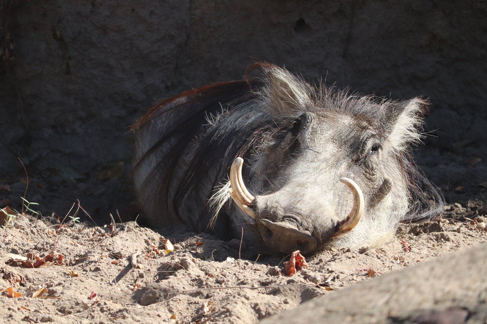Africa - Common Warthog