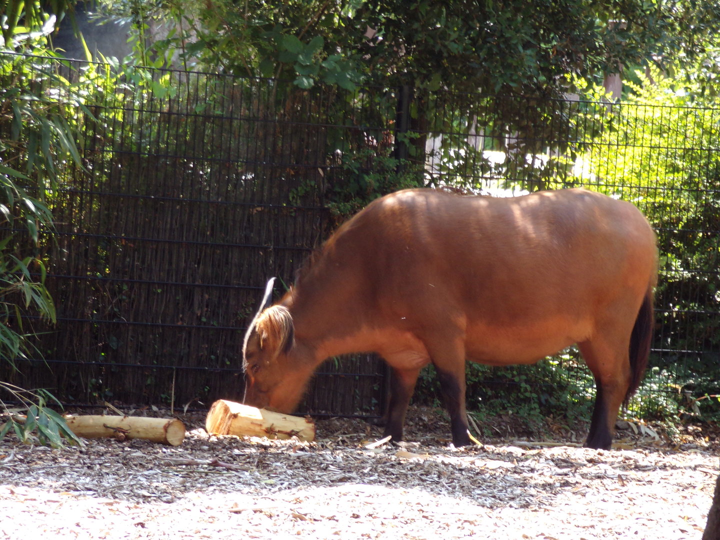Africa- Congo buffalo 13.7.23