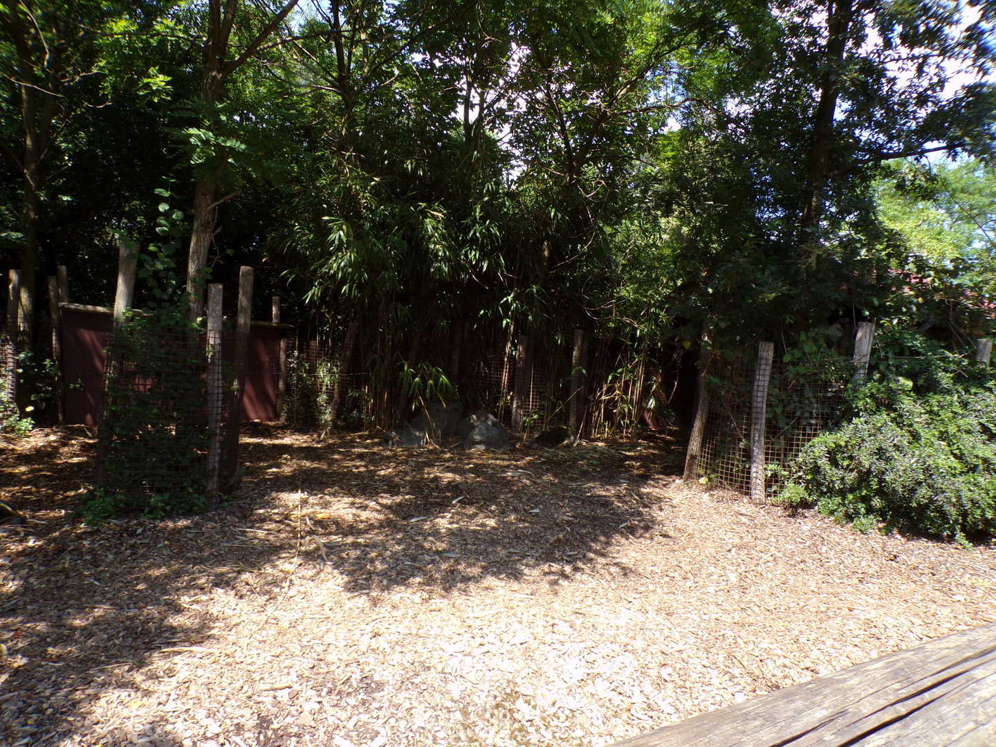 Africa- Congo buffalo enclosure 13.7.23