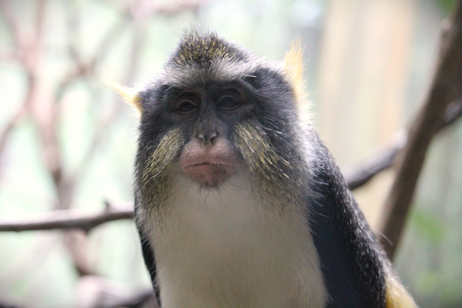 Africa - Congo Gorilla Forest - Congo Basin Wolf's Monkey