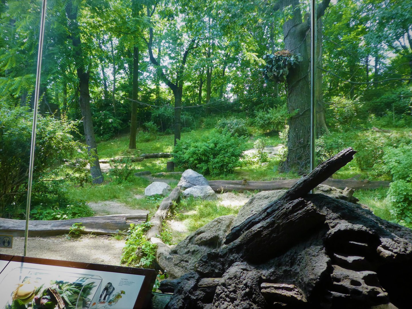 Africa - Congo Gorilla Forest - Great Gorilla Forest