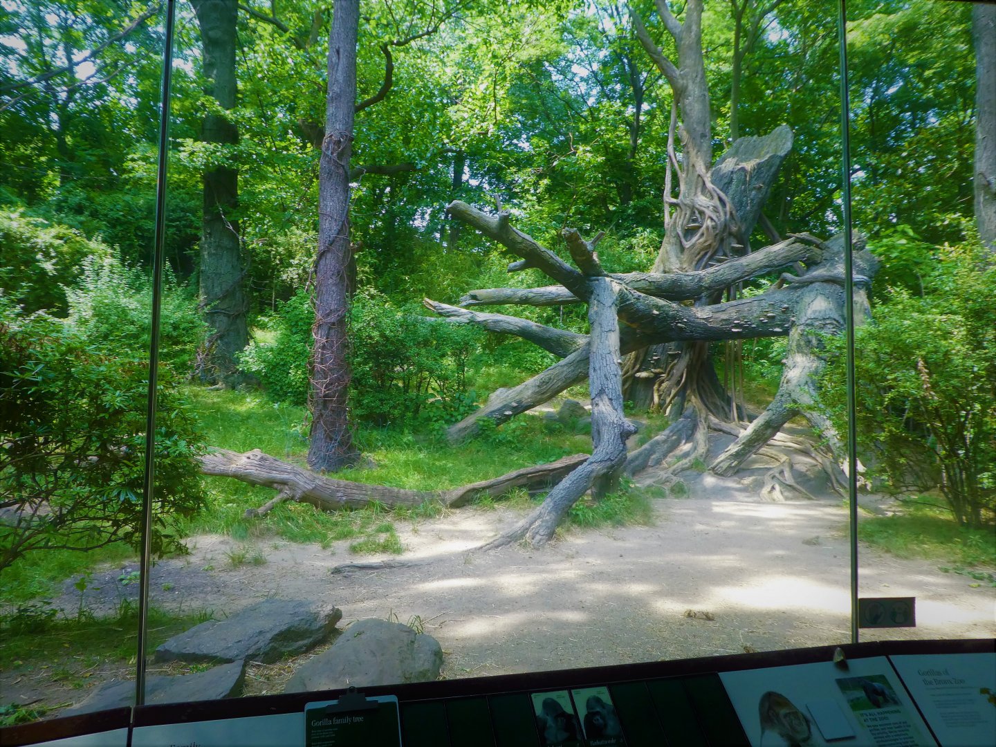 Africa - Congo Gorilla Forest - Great Gorilla Forest