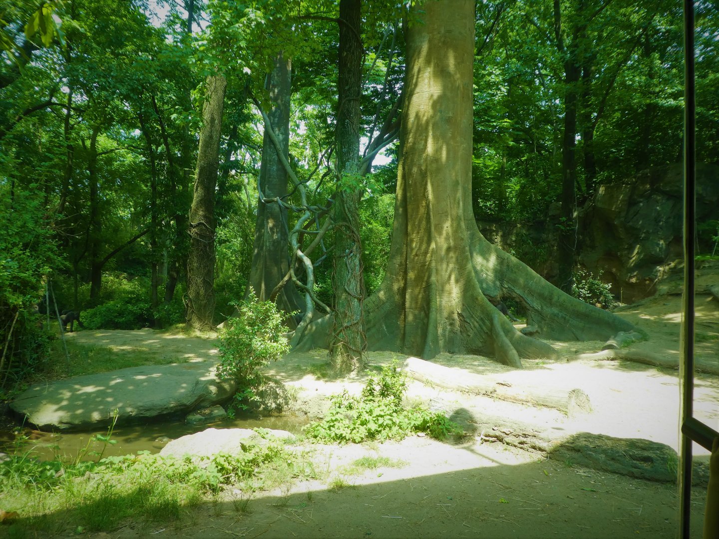 Africa - Congo Gorilla Forest - Great Gorilla Forest