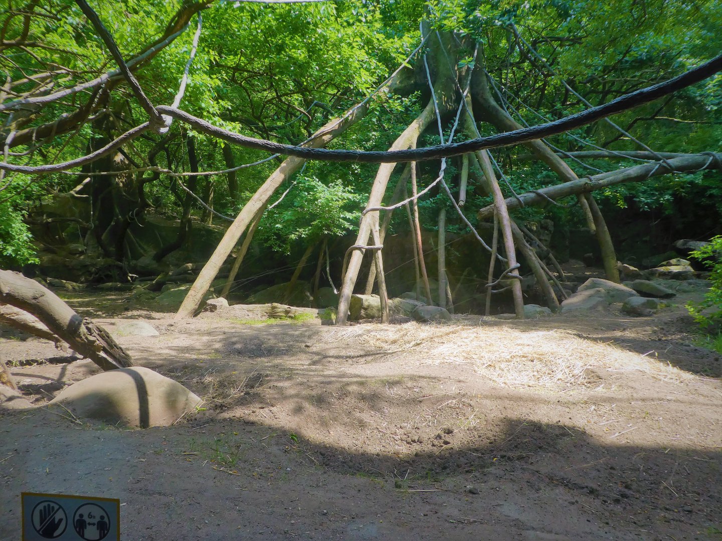 Africa - Congo Gorilla Forest - Mandrill Forest