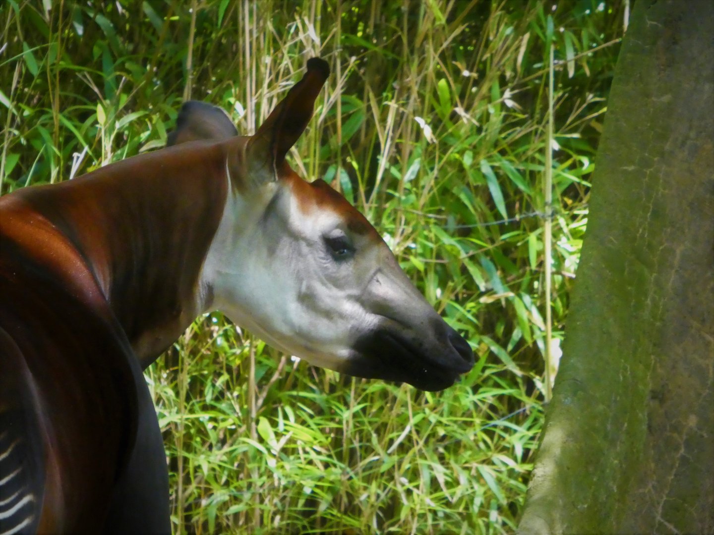 Africa - Congo Gorilla Forest - Okapi